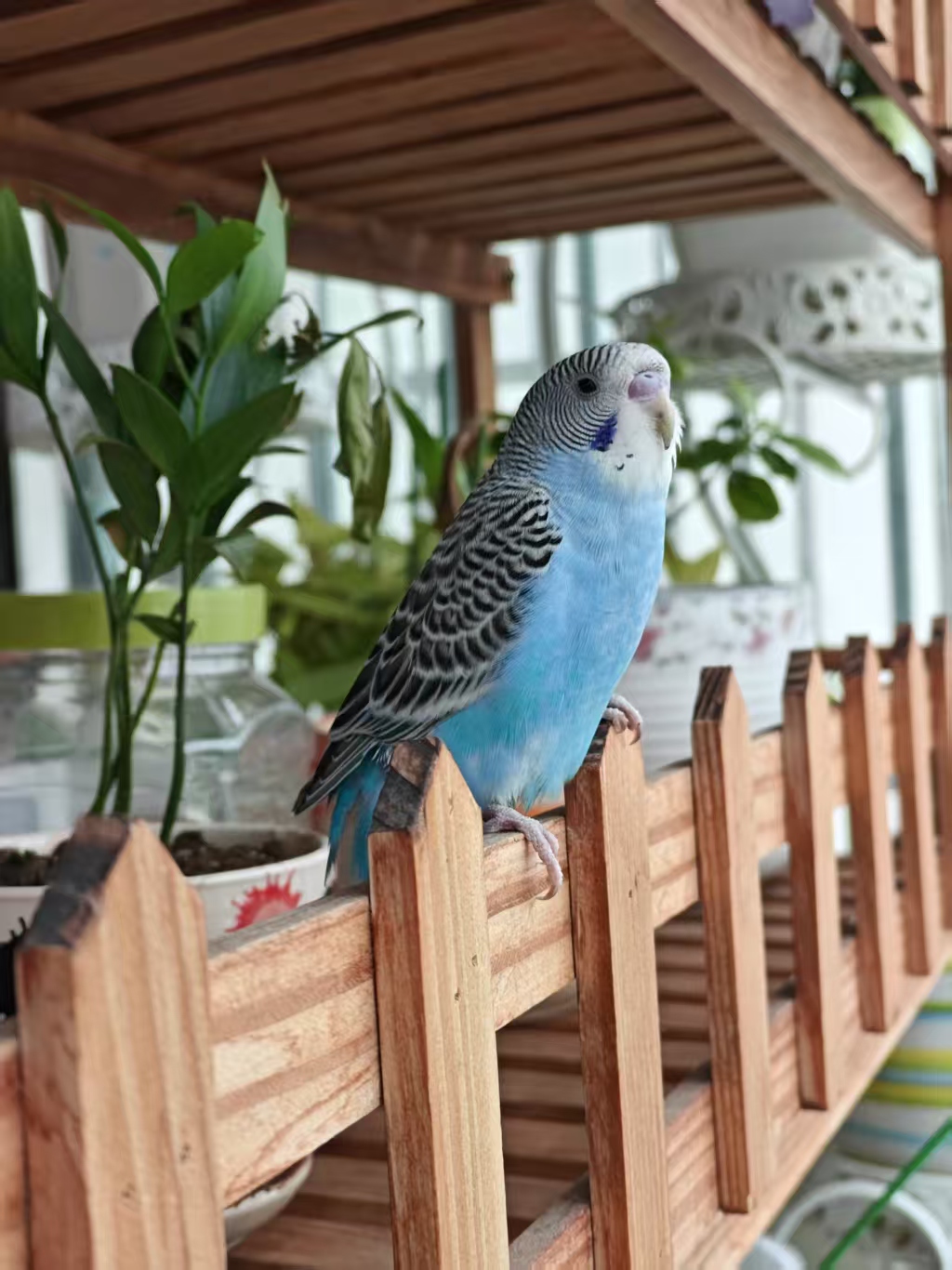 小王先森： 小白虎皮鹦鹉走了，短暂的几天相处，虽说没…