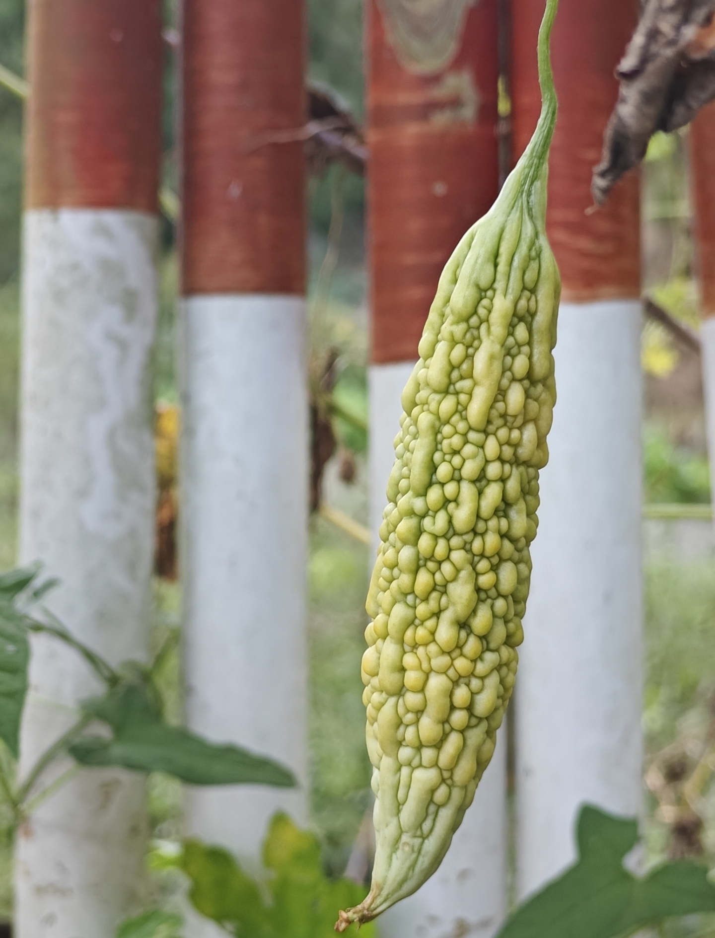 小王先森： 浑浑噩噩过了一天，清清凉凉新的一天。