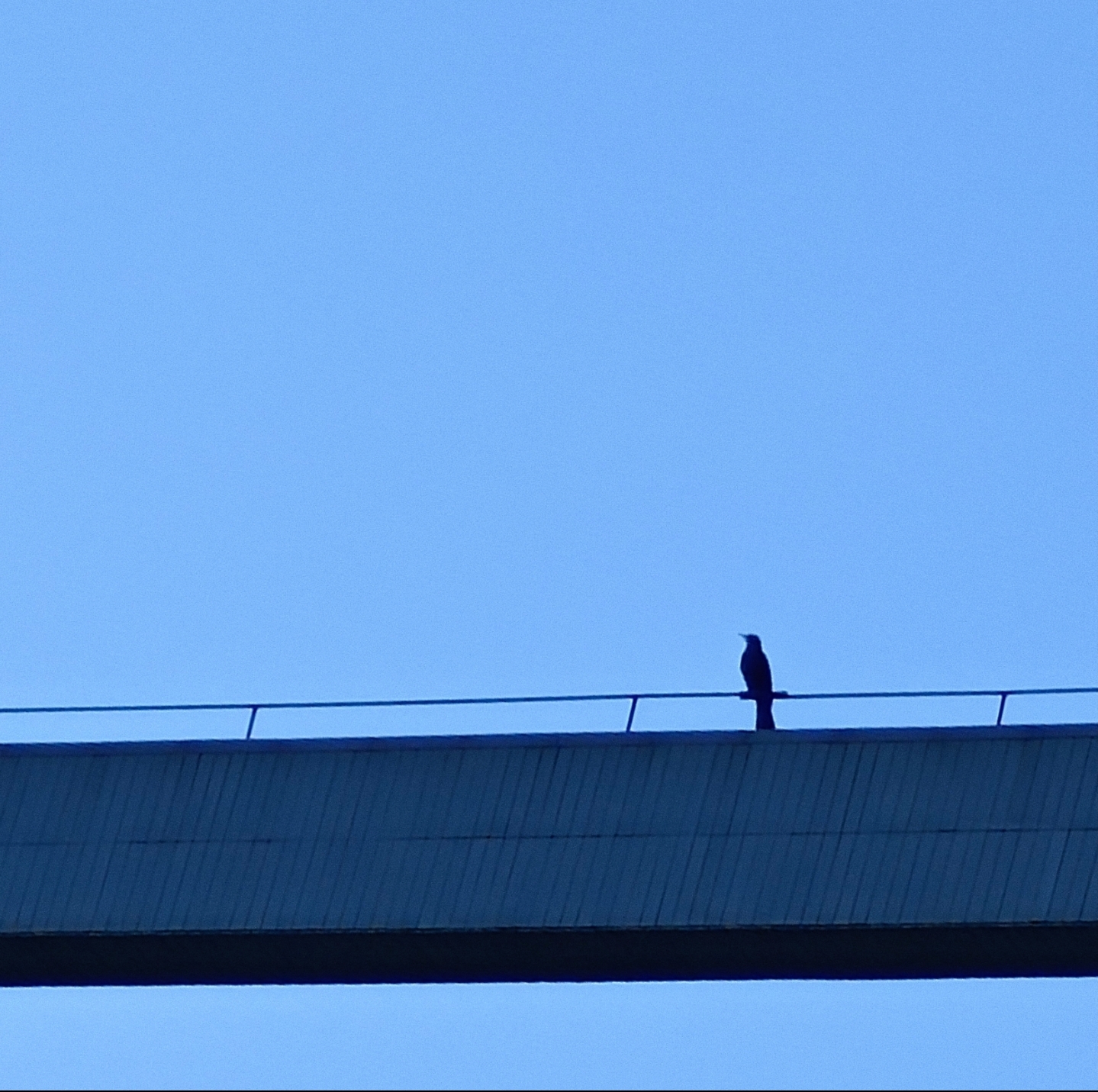 小王先森： 这是一只什么样的鸟儿？像个沉默的标点，钉…