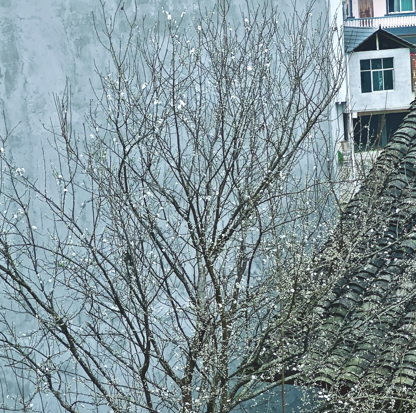 小王先森： [随笔]**一树李花开**